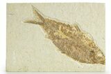 Detailed Fossil Fish (Knightia) - Wyoming #363797-1